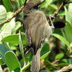 Oahu Amakihi